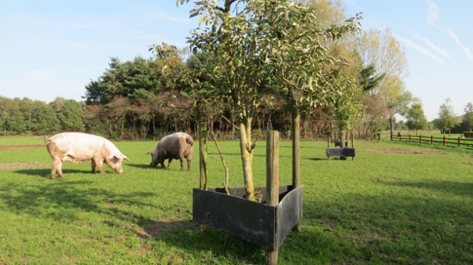 Combinatie van bomen in de uitloop van varkens